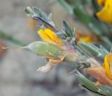 Genista scythica