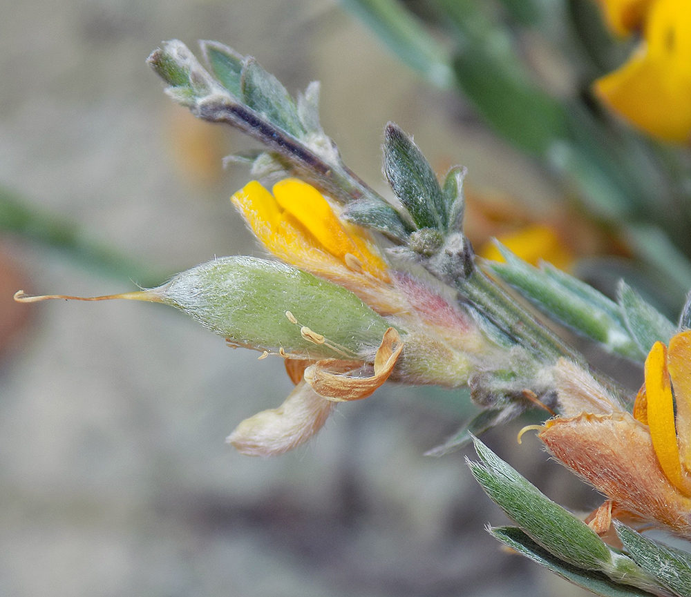 Изображение особи Genista scythica.