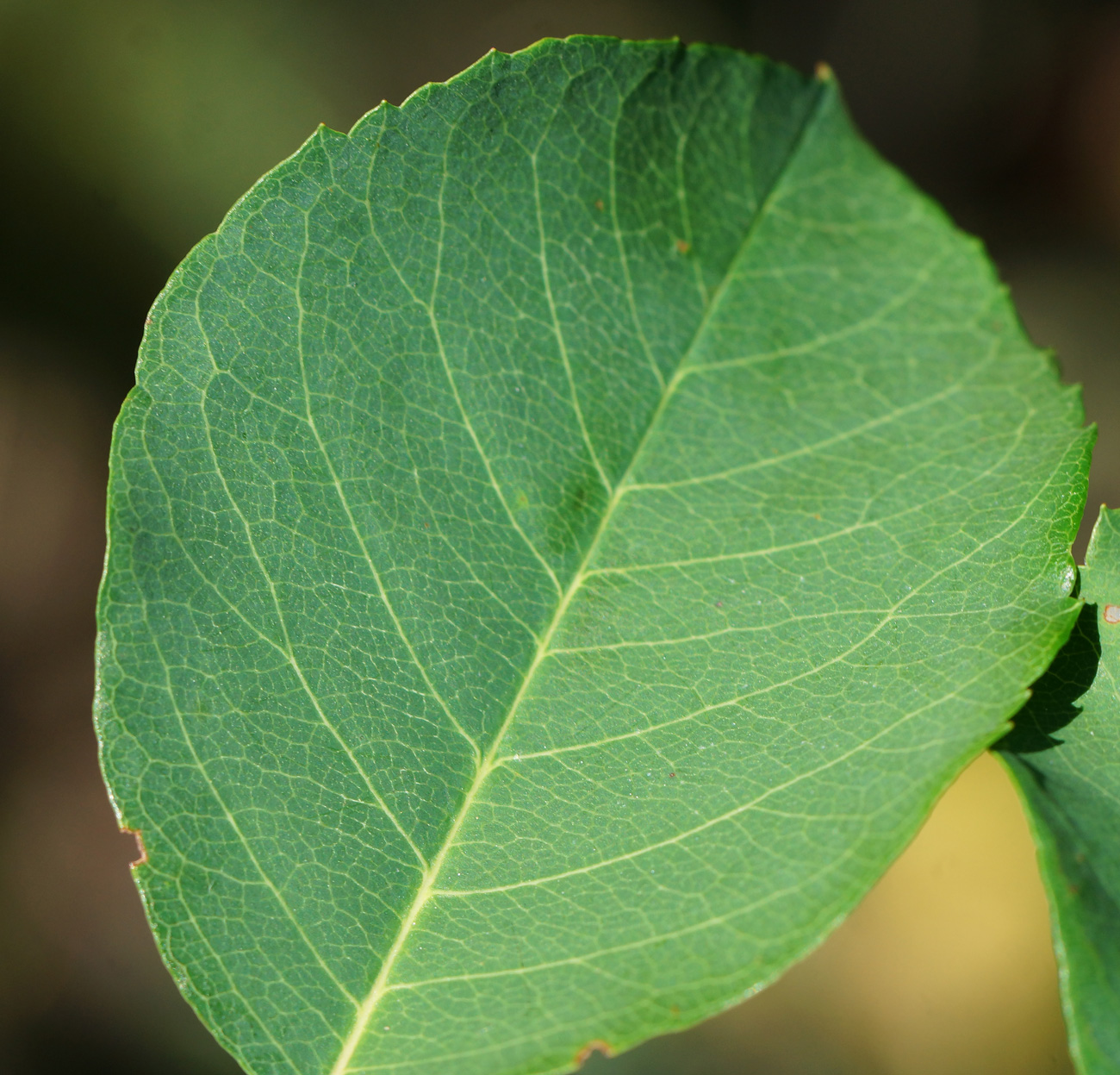 Image of Amelanchier ovalis specimen.
