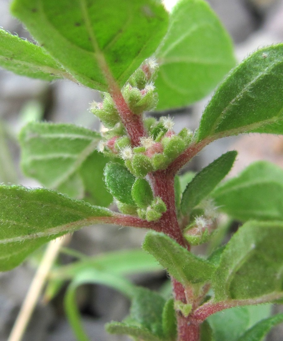 Image of genus Parietaria specimen.