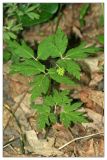 Anemone altaica