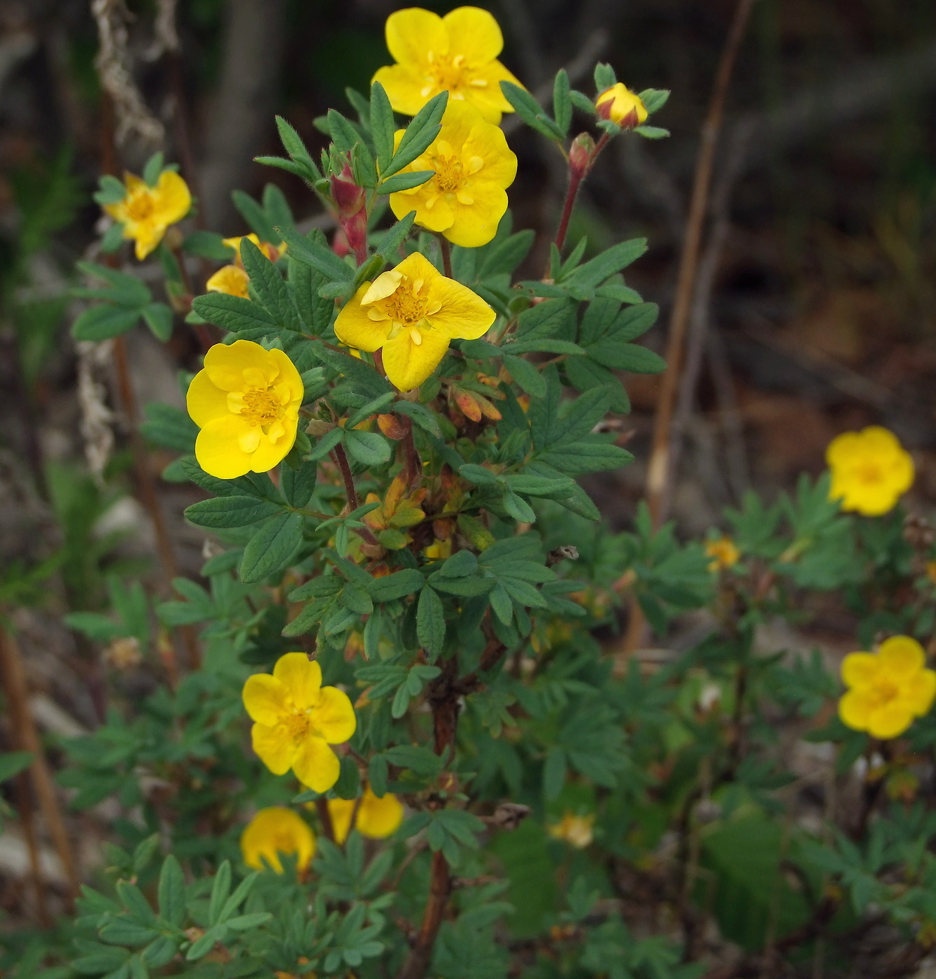 Image of Dasiphora fruticosa specimen.