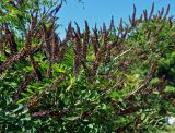 Amorpha fruticosa