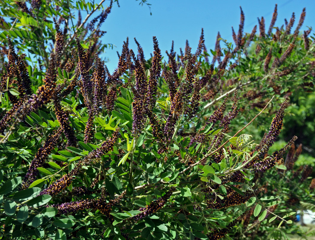 Изображение особи Amorpha fruticosa.