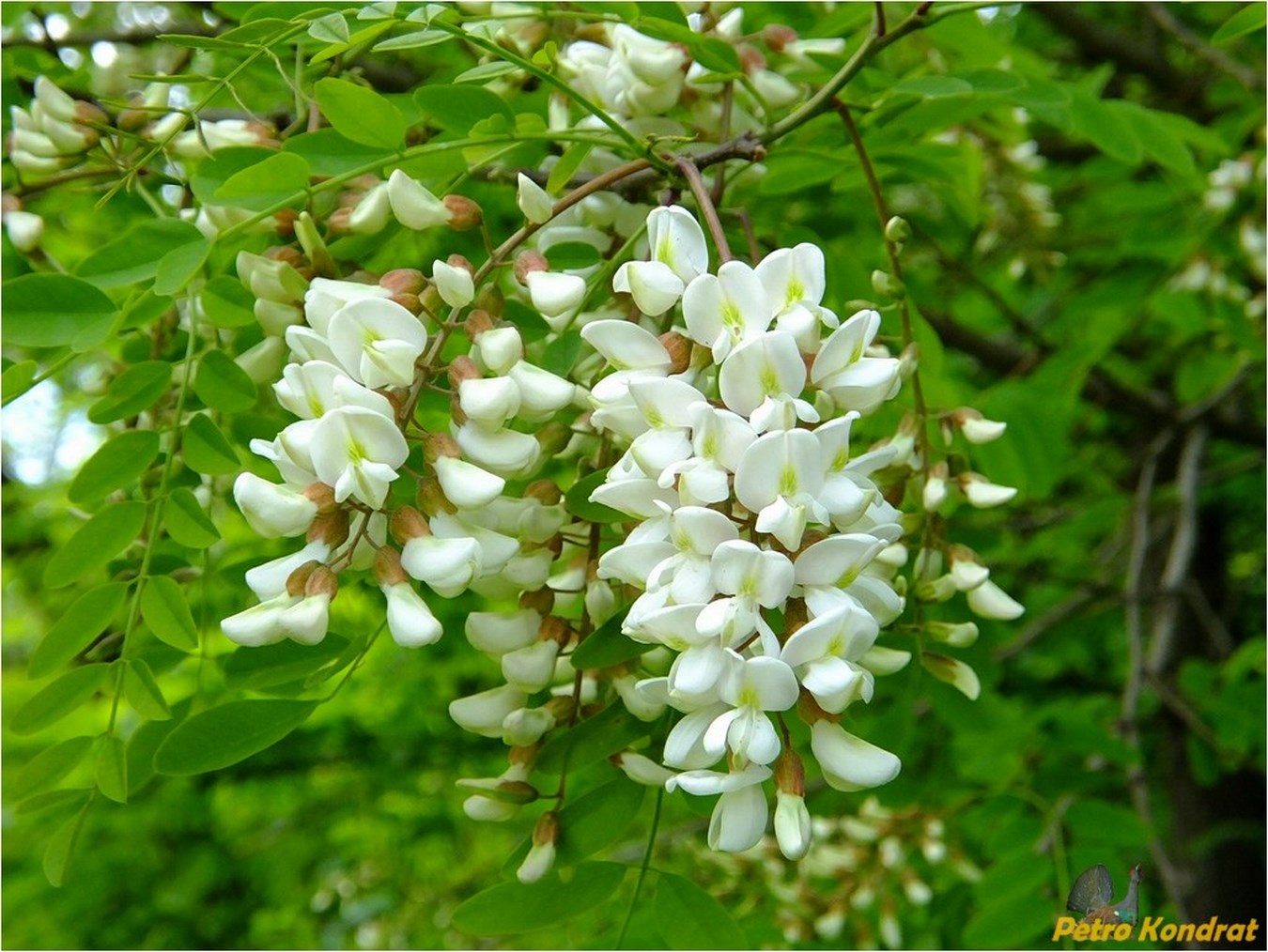 Изображение особи Robinia pseudoacacia.