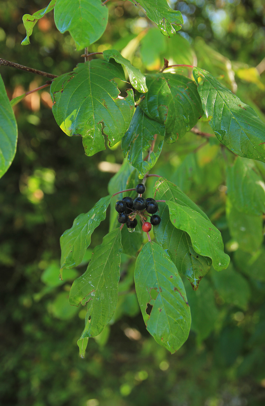 Image of Frangula alnus specimen.