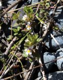 Euphrasia frigida