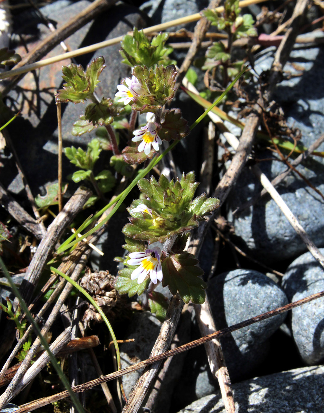 Image of Euphrasia frigida specimen.
