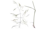 Deschampsia cespitosa