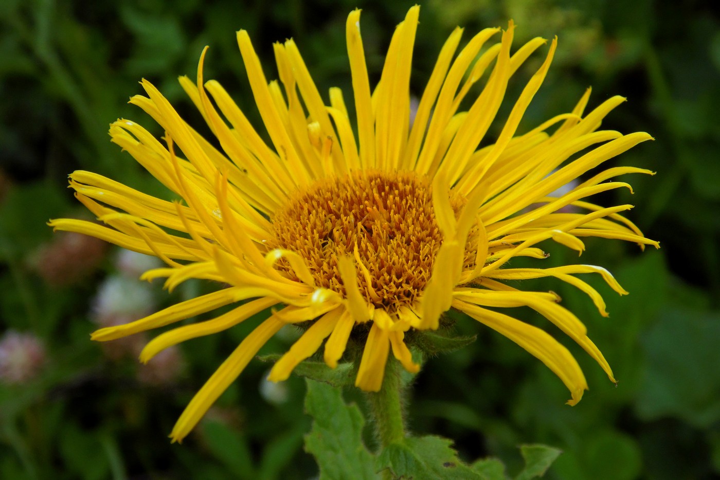 Изображение особи Inula grandiflora.