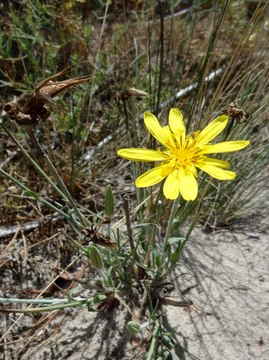 Изображение особи Tragopogon heterospermus.