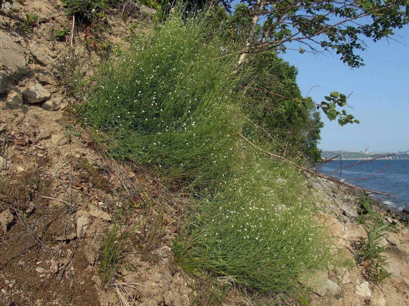 Image of Arabidopsis lyrata specimen.