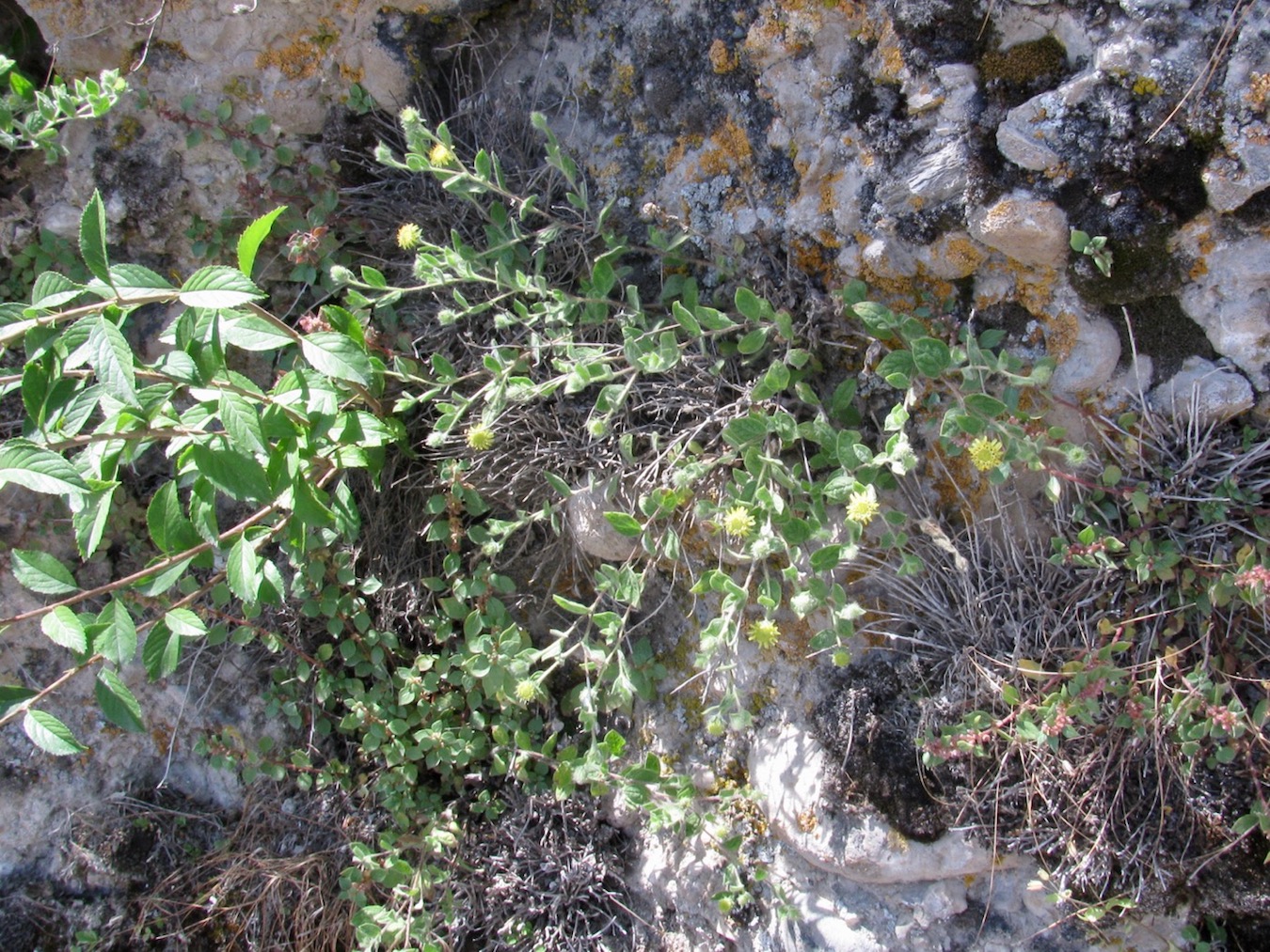 Image of Pentanema albertoregelia specimen.