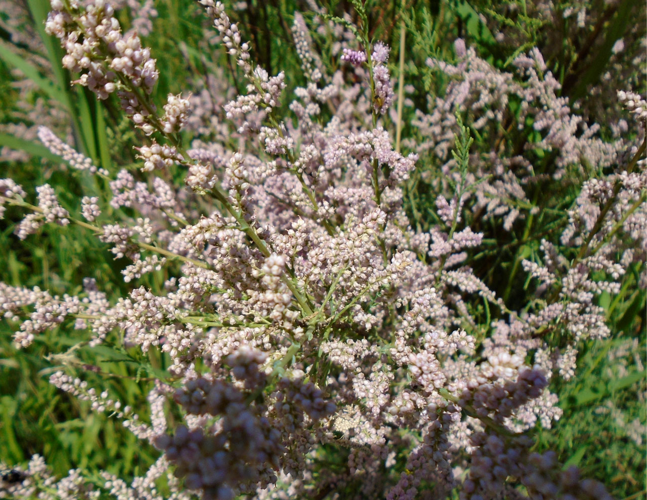 Image of genus Tamarix specimen.