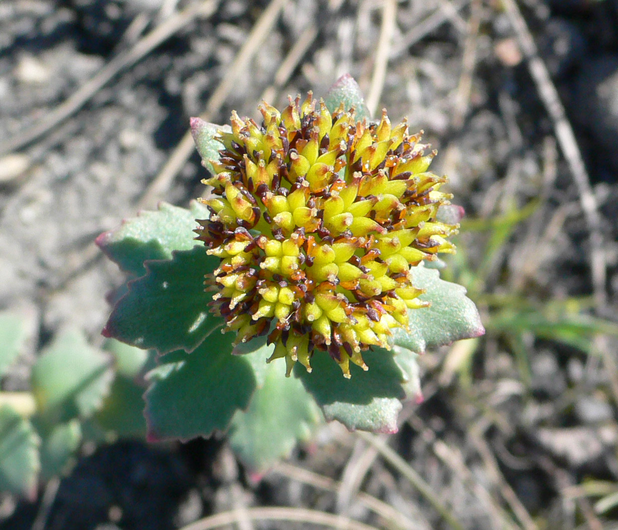 Image of Rhodiola rosea specimen.