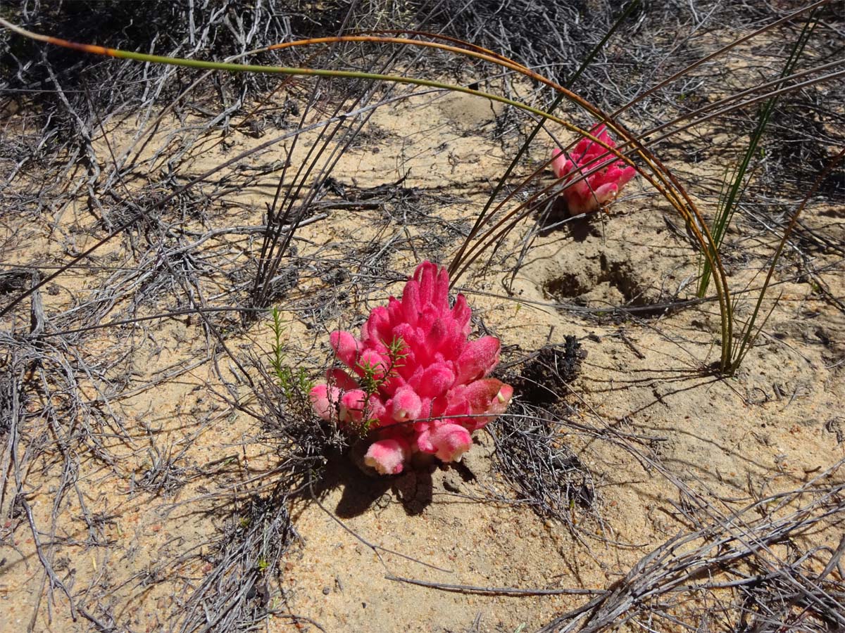 Изображение особи Hyobanche sanguinea.