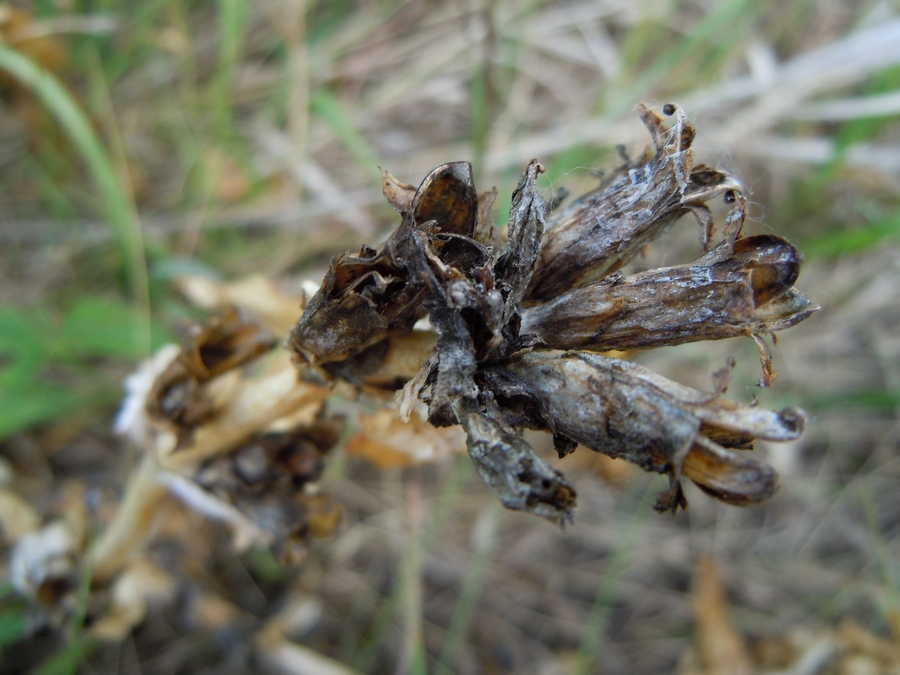 Image of Gentiana cruciata specimen.