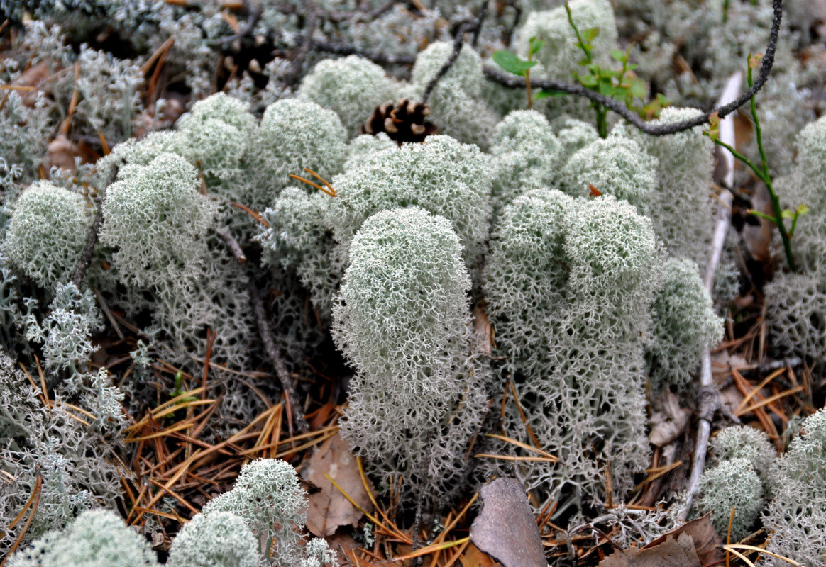 Image of Cladonia stellaris specimen.