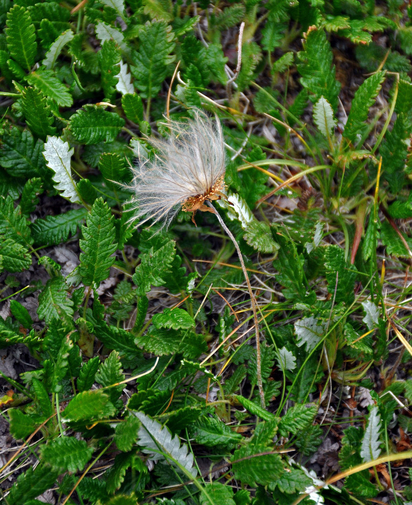 Изображение особи Dryas oxyodonta.