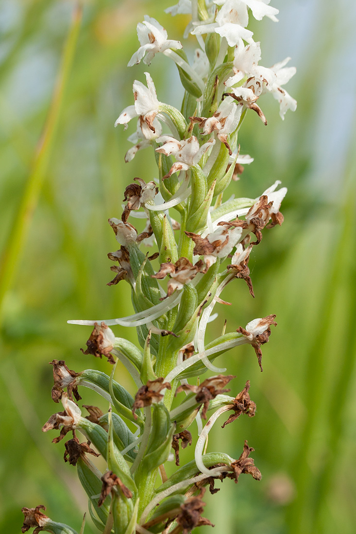 Изображение особи Gymnadenia conopsea.