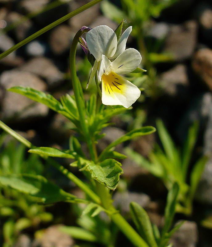 Image of Viola arvensis specimen.