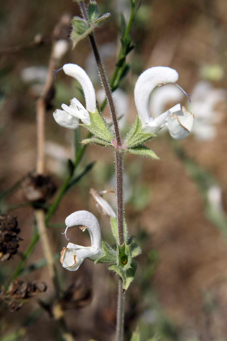 Изображение особи Salvia spinosa.