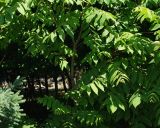 Juglans mandshurica. Нижняя часть молодого деревца. Казахстан, Восточно-Казахстанская обл., г. Усть-Каменогорск, Архитектурно-ландшафтный музей-заповедник, в культуре. 06.06.2017.