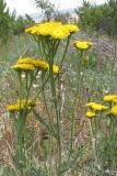 Tanacetum millefolium
