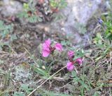 Pedicularis nordmanniana