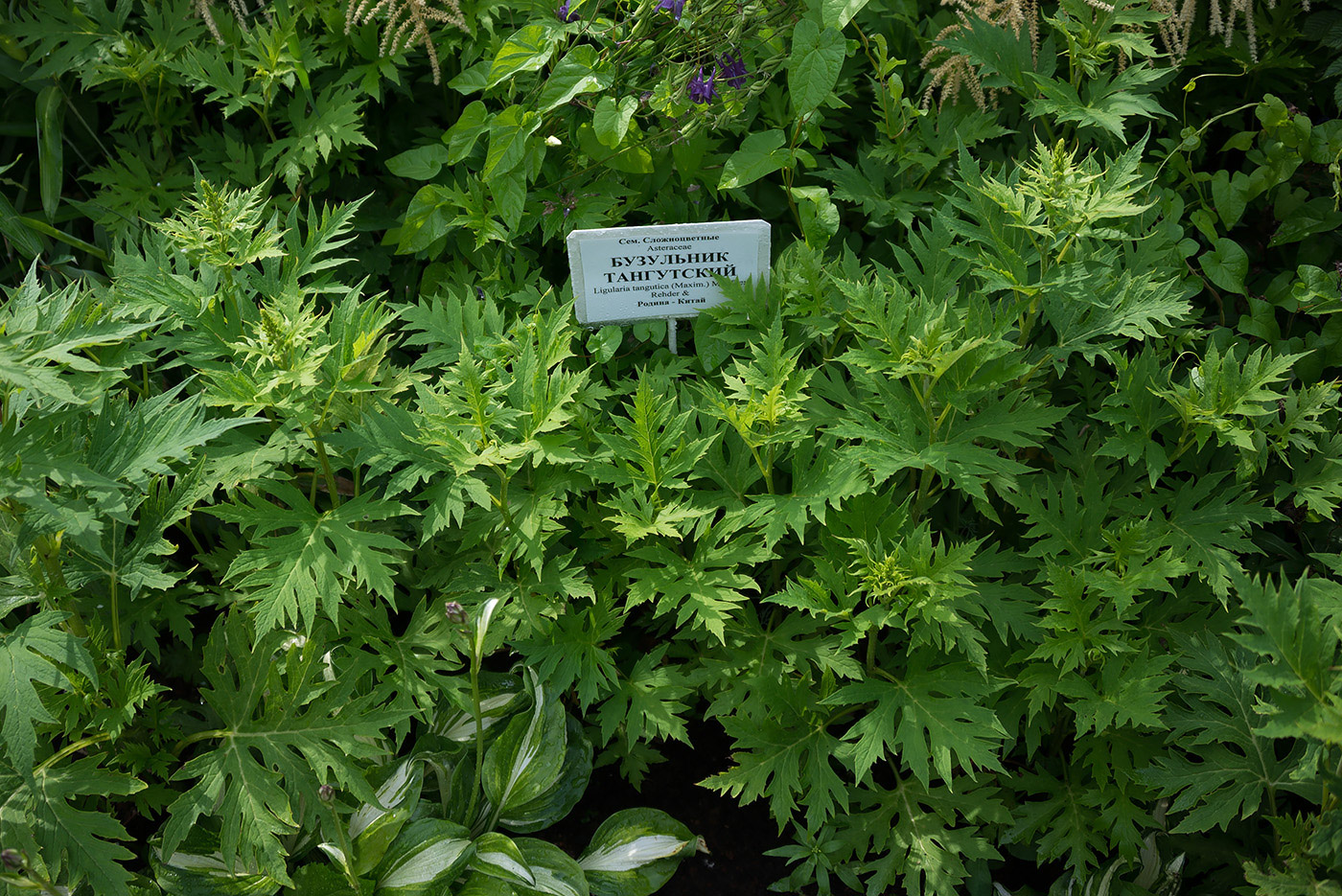 Image of Sinacalia tangutica specimen.