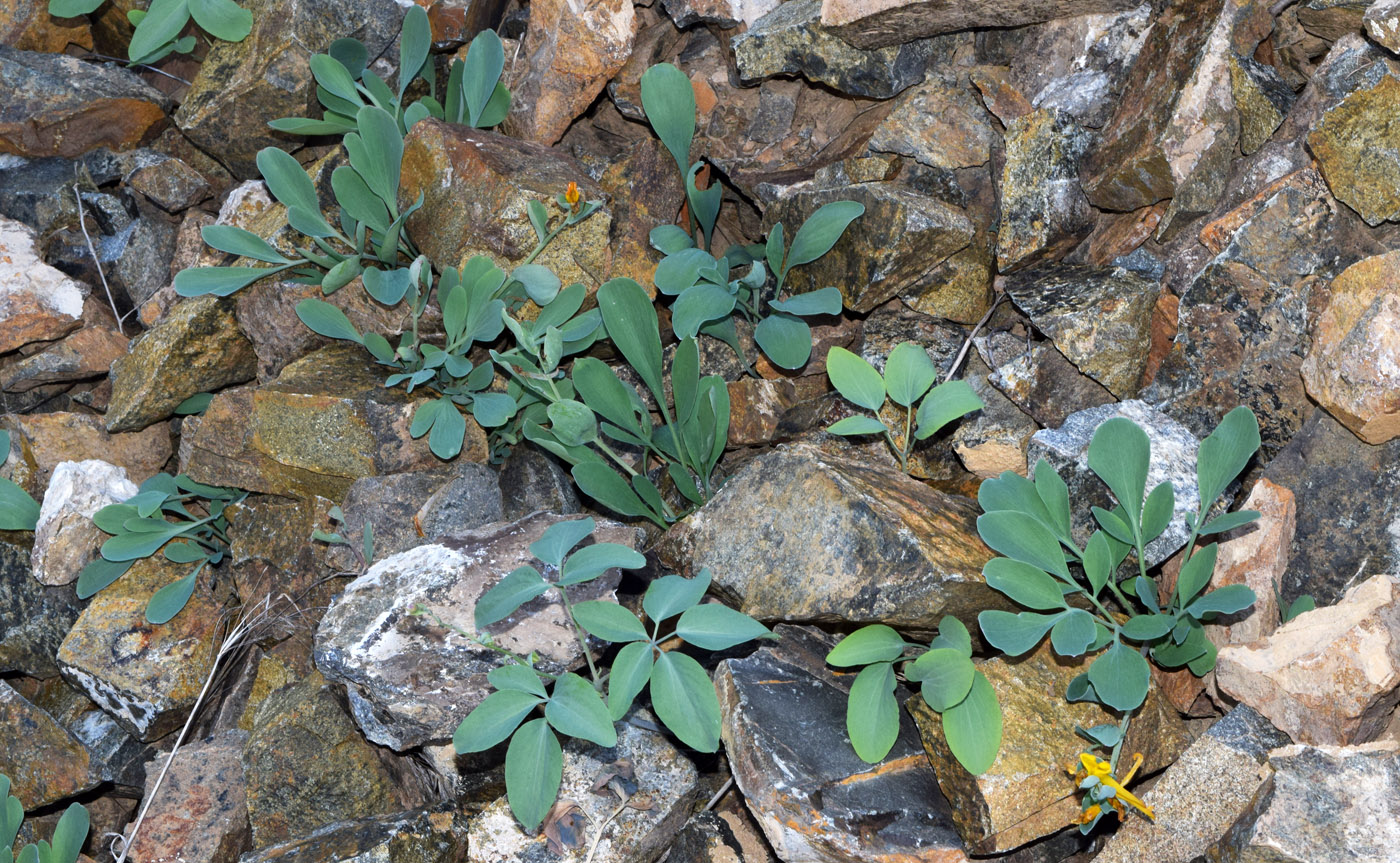 Image of Corydalis sewerzowii specimen.