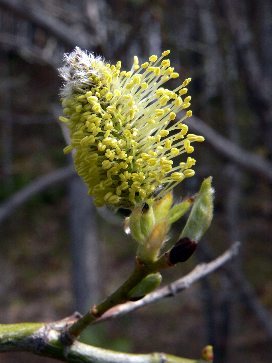 Image of Salix caprea specimen.