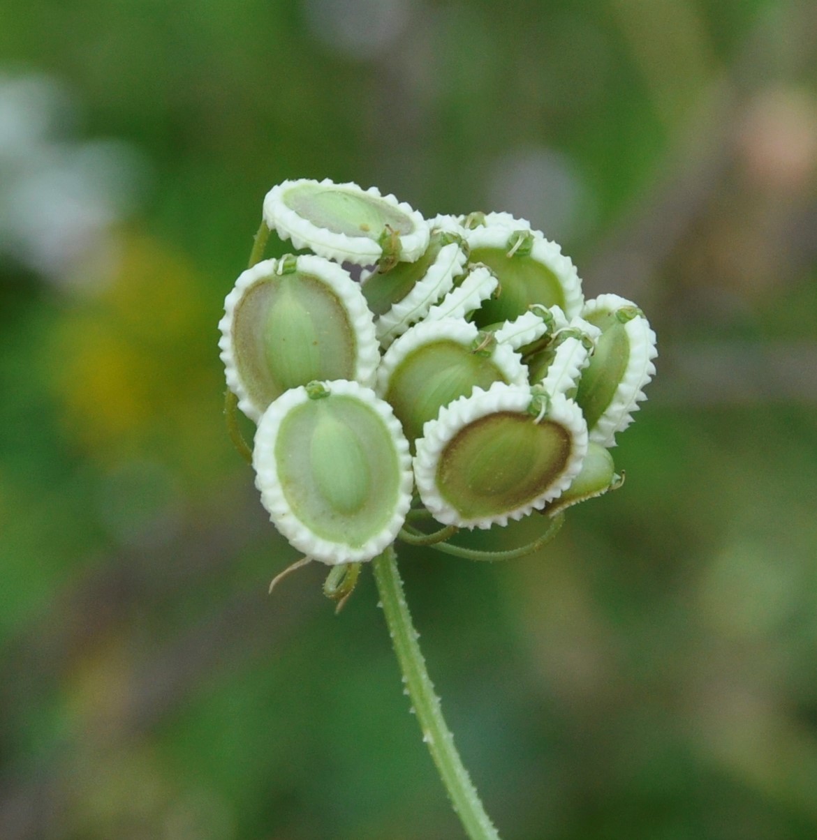 Изображение особи Tordylium aegyptiacum.