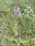 Salvia virgata. Цветущее растение. Южный Берег Крыма, окр. г. Ялта. 27.06.2010.