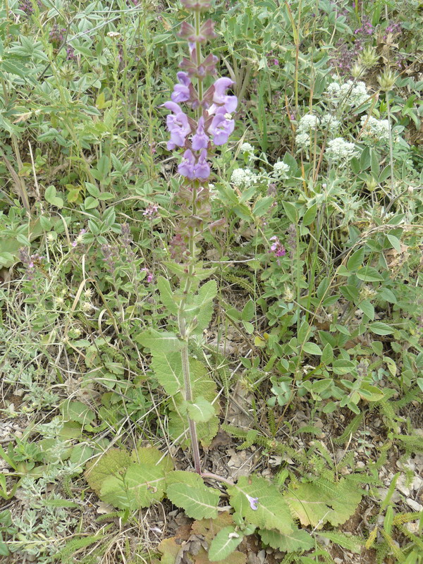 Image of Salvia virgata specimen.