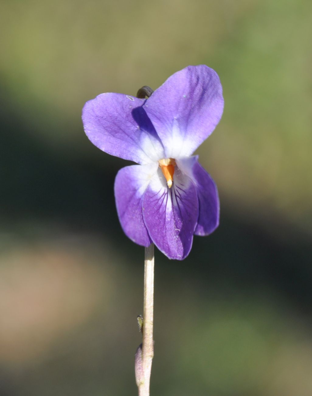 Image of genus Viola specimen.