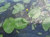 Nuphar lutea