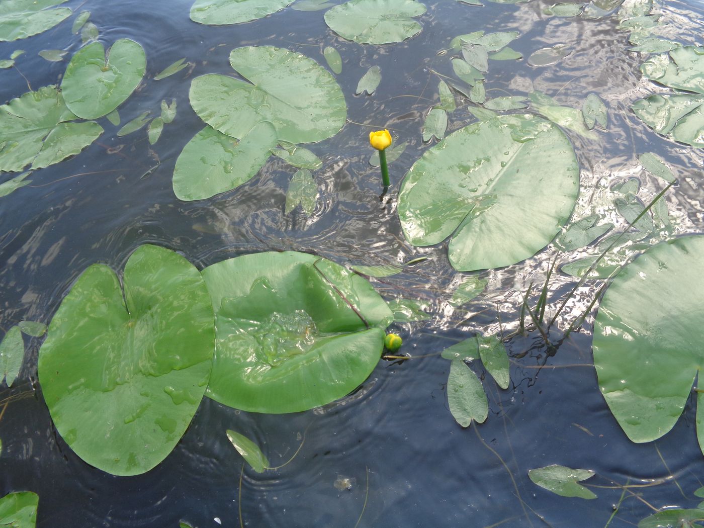 Image of Nuphar lutea specimen.