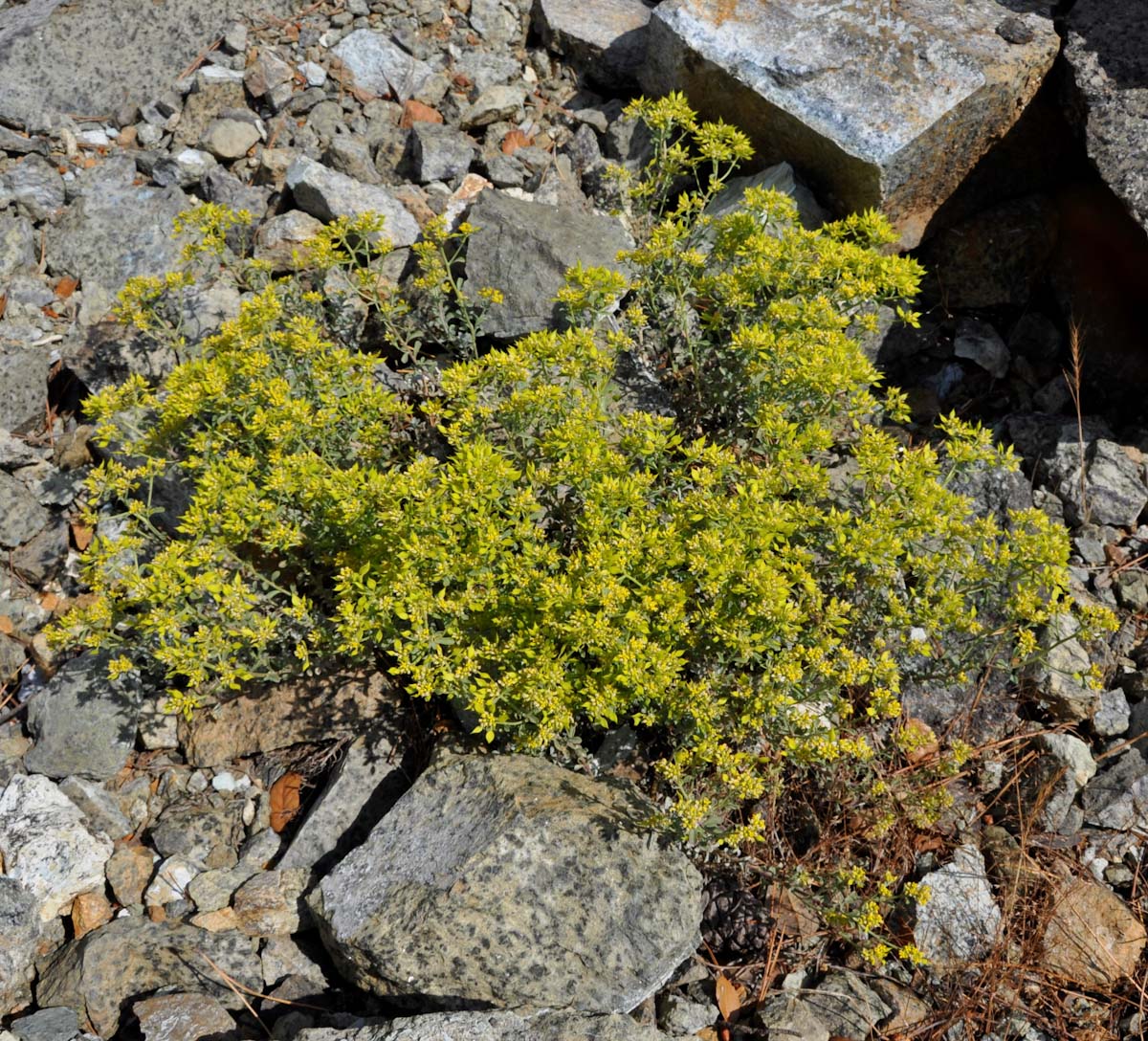 Image of Odontarrhena troodi specimen.