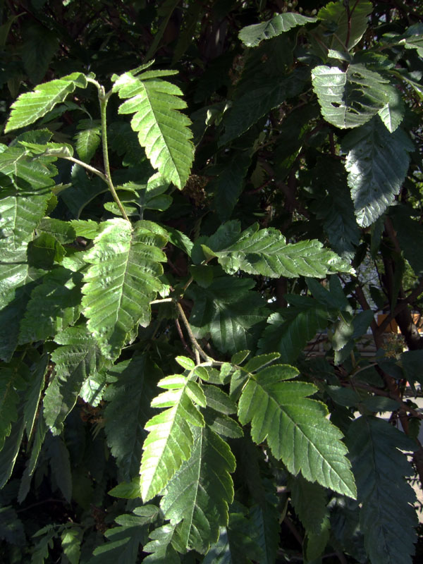 Image of Sorbus &times; thuringiaca specimen.