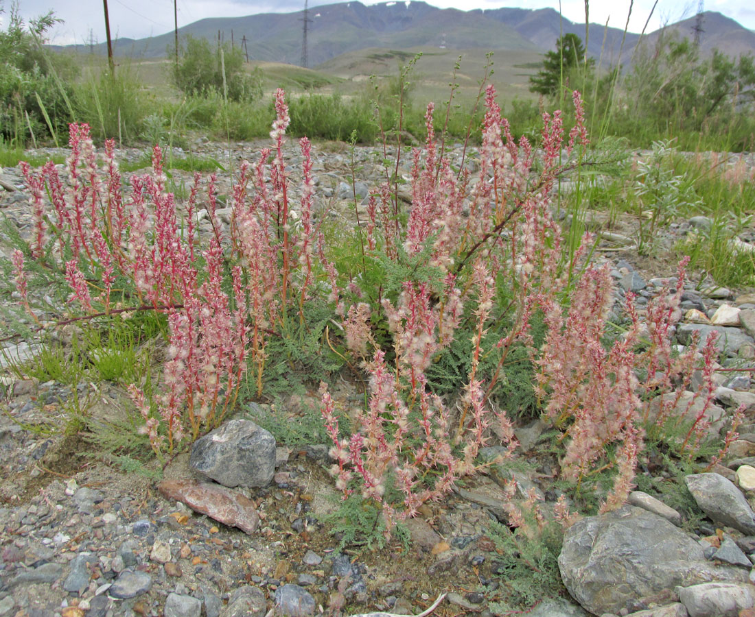 Изображение особи Myricaria bracteata.