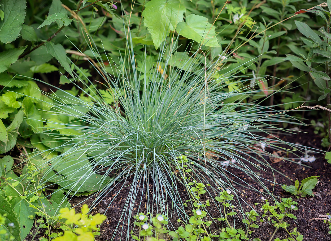 Image of genus Festuca specimen.