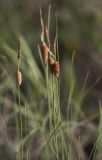 род Typha