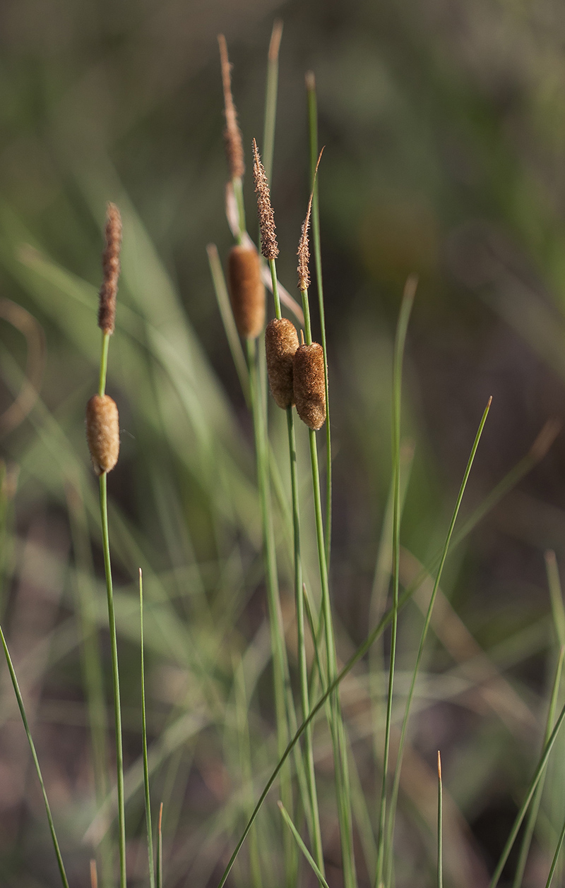 Image of genus Typha specimen.