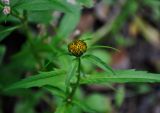 Bidens cernua. Верхушка побега с соцветием. Тверская обл., Конаковский р-н, побережье Иваньковского водохранилища, песчаный берег. 25.08.2019.