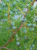 Platycladus orientalis