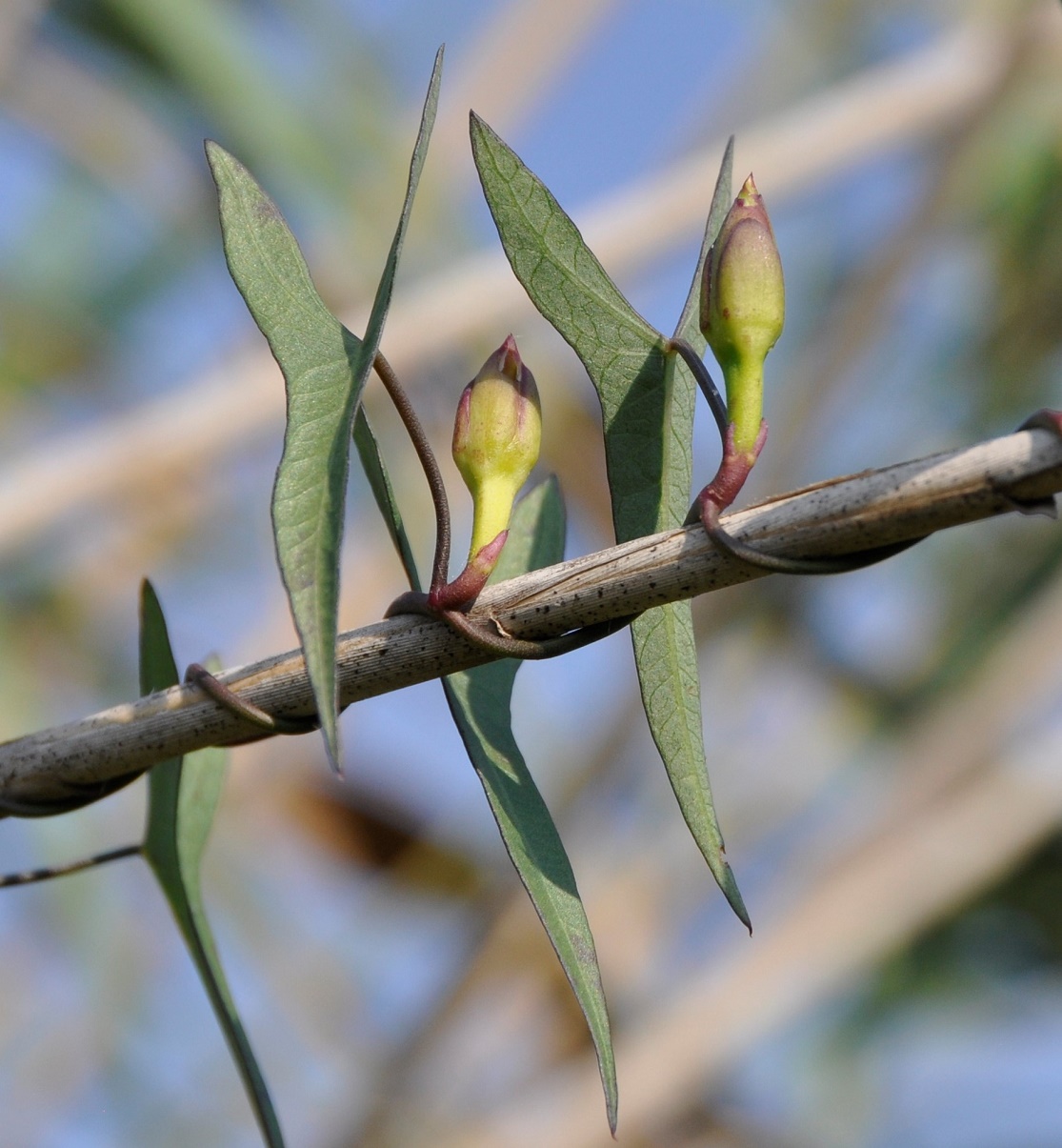 Image of Ipomoea sagittata specimen.