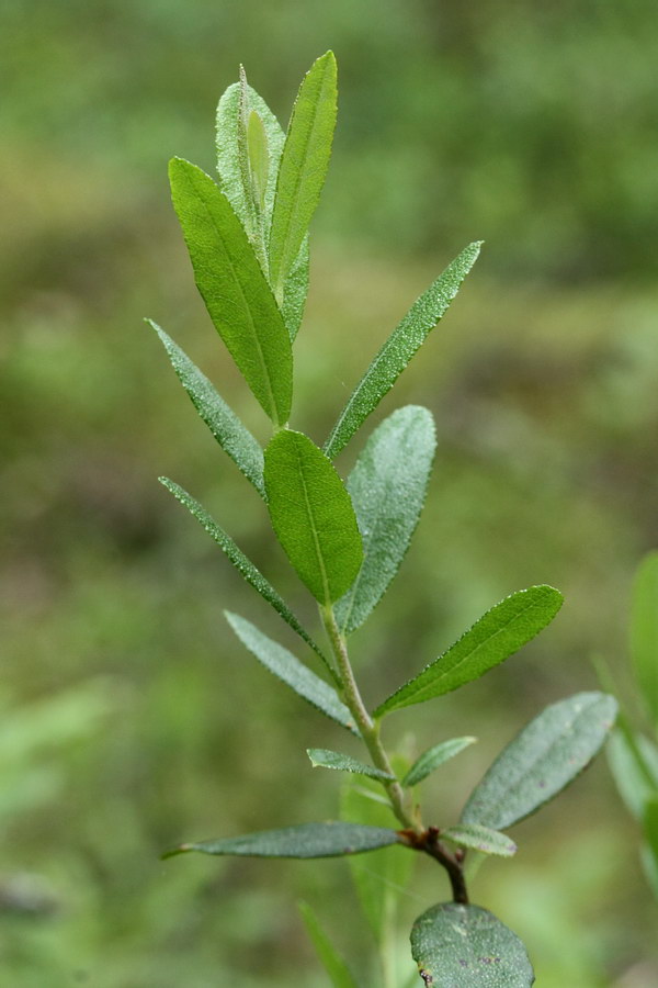 Image of Chamaedaphne calyculata specimen.