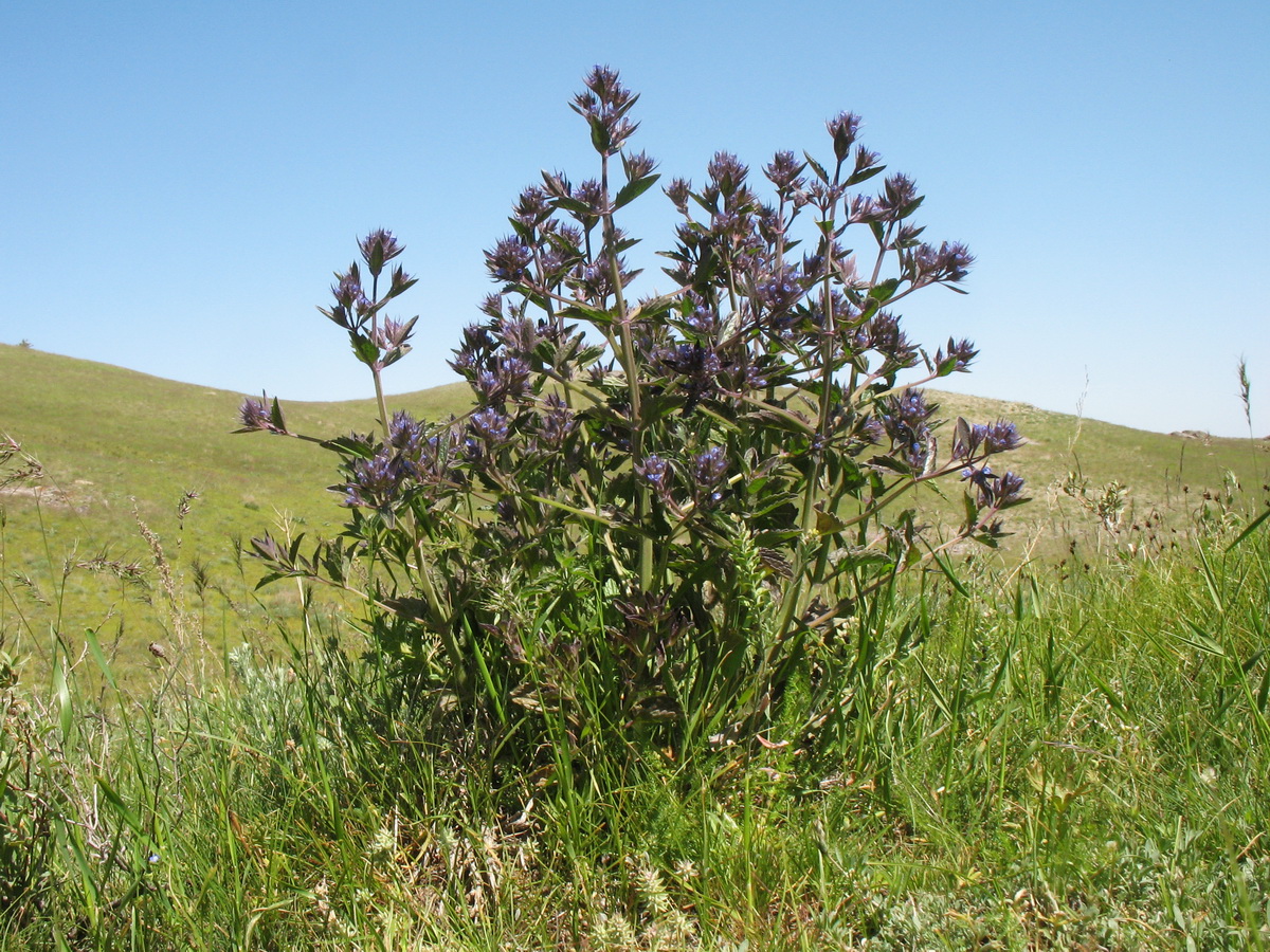 Изображение особи Nepeta ucranica.