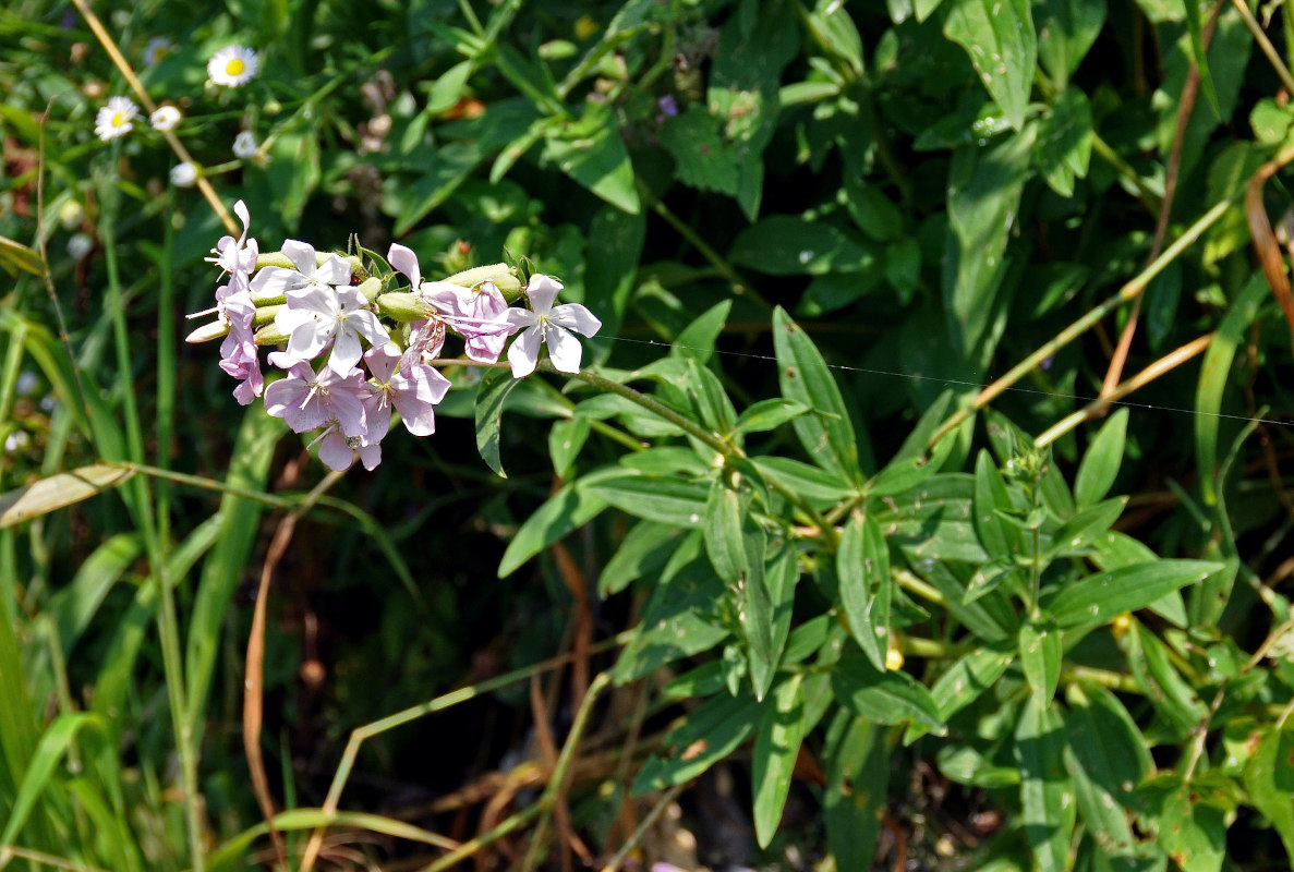 Изображение особи Saponaria officinalis.